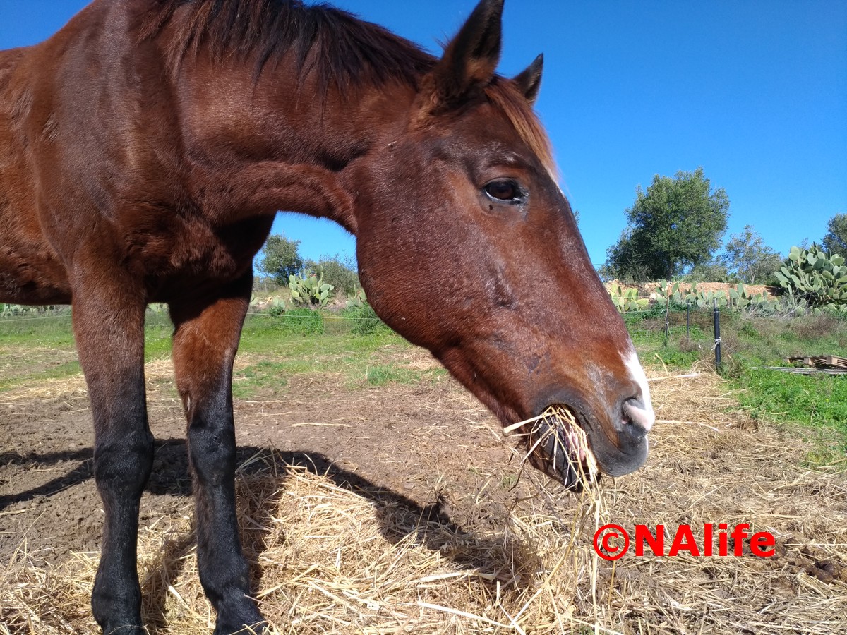 Pula: una fantastica giornata al Centro Turistico Il Piccolo Ranch – NAlife
